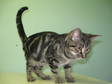 Adopt Smitty a Domestic Short Hair, Tabby - Brown