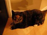 Adorable 4 year old Calico cat looking for a loving home