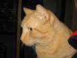 Adopt Tigrou a Domestic Short Hair-orange