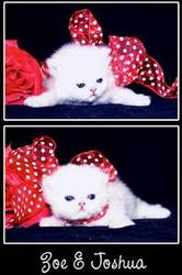 Snow Persian Kittens for Sale