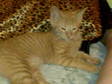 6 months male Orange Tabby for sale For Sale