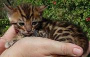 Good and Healthy looking Bengal Kittens