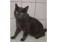Adopt Mike a Russian Blue