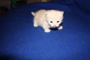 Rare Munchkin Scottish Fold Kittens