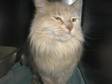 Adopt Gracie a Domestic Long Hair - buff and white