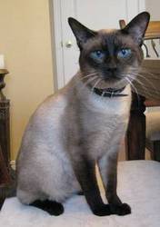 Siamese Male Cat - 2 years old
