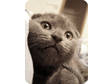Adorable Scottish Fold Kitten For Sale!