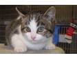 Adopt Chinnelle a Domestic Short Hair, Tabby - Grey