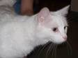 Adopt Snoopy a Domestic Short Hair-white