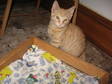Adopt Teddy a Domestic Short Hair - orange and white