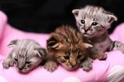 exotic kittens for sale (serval,  chassie F1 , savannah F1-F3 , bengal ,  