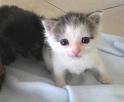 a sweet kitten for aduption.