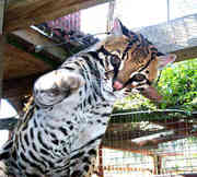 Ocelot,  Savannah ,  and Cheetah,  Serval kittens for adoption