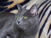 Robin (My Cat) Needs A Loving Home - (No Purchasing Cost)
