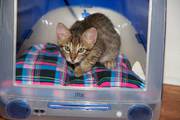TICA Registered savannah kittens, home raised