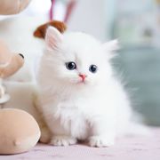 Outstanding munchkin kittens for sale