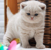 British shorthair kittens for sale - Cats for sale,  kittens for sale