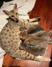 Exotics kittens Ocelots,  Caracals and F1 - F3 savannah and Savannah 