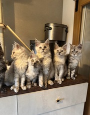 Stunning Maine Coon Girls And Boys AVAILABLE NOW