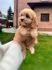 very lovely maltipoo puppies