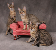 exotic serval,  savannah,  caracal,  and bengal kittens available