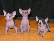 Beautiful Hairless Second Generation Sphynx Kittens for Sale